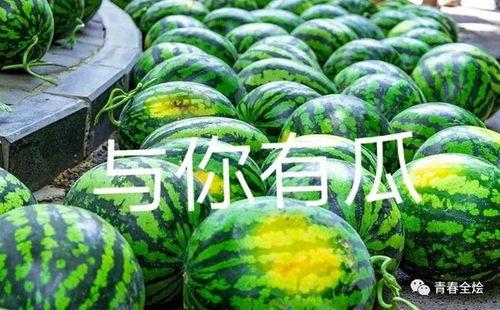 大学情侣的吃瓜,揭秘大学情侣的甜蜜日常