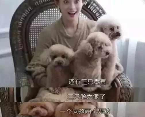 收养流浪狗明星,从街头流浪者到闪耀舞台的宠儿