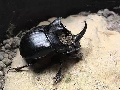 娱乐吃瓜酱屎壳郎,吃瓜酱屎壳郎的趣味人生